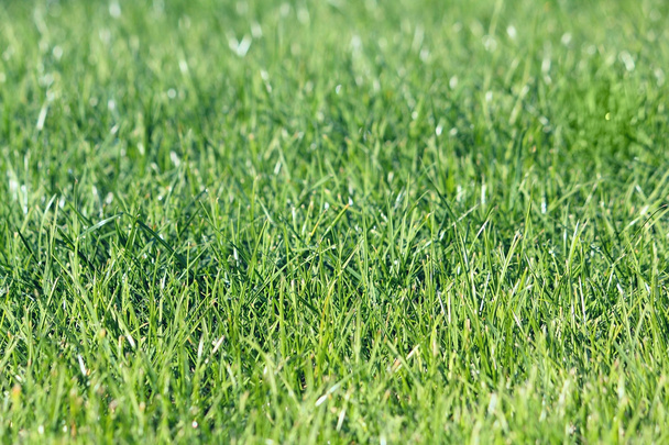 Green vibrant grass - Foto, Bild