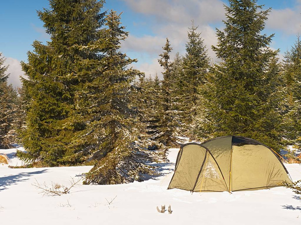 Namiot z oliwek w na śniegu. Trekking namiot między drzewami w górach zimą. - Zdjęcie, obraz