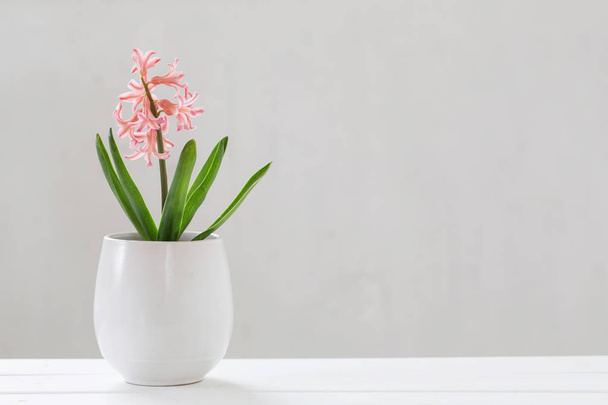 hyacinth in pot on white background - 写真・画像