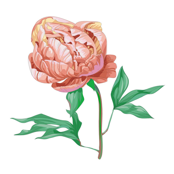 Beautiful pink peony flower isolated on white background. A large bud on a stem with green leaves. Botanical vector Illustration. - Вектор, зображення