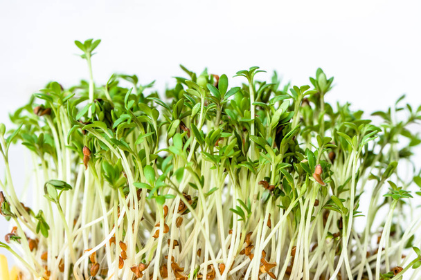 Fresh green sprouts for salad, superfood diet and healthy eating concept - Foto, imagen