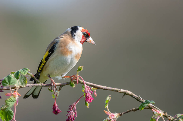 A profile portrait photograph of a goldfinch perched on a branch of pink red flowers buds posing and looking to the right - Photo, Image