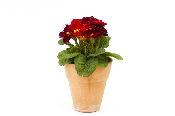 Blossoming red primrose in a flower pot - Photo, Image