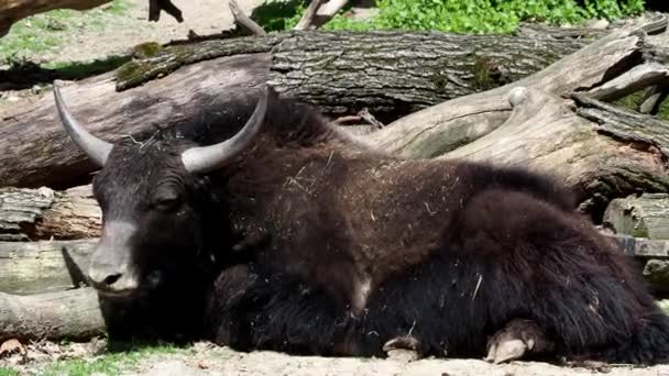Εγχώρια yak (Bos grunniens) που είναι ξαπλωμένος  - Πλάνα, βίντεο