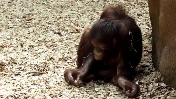 Молодой орангутанг (Pongo pygmaeus
) - Кадры, видео