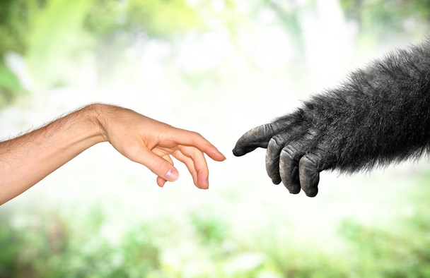 Maymun insan ve sahte el evrim primatlar konsepti - Fotoğraf, Görsel