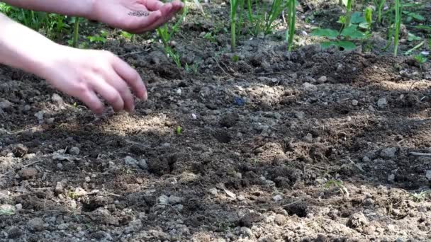 Zasít semena zeleniny. Ženská ruka uvádění osiva do půdy na jaře.  - Záběry, video