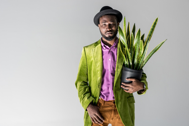 модный африканский американец в шляпе с зеленым растением в цветочном горшке в руке позирует изолированно на сером
 - Фото, изображение