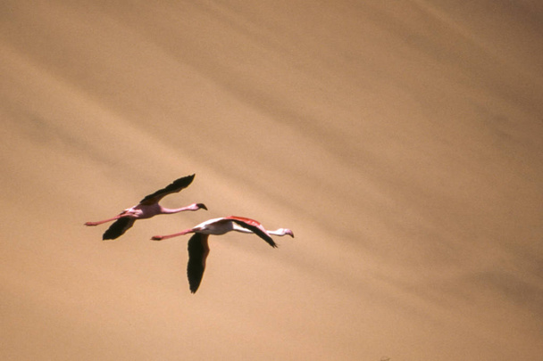 flamingi większe - Zdjęcie, obraz