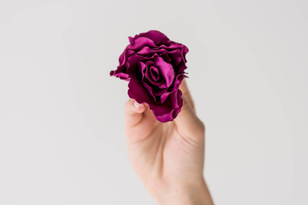 częściowe zbliżenie ręki trzymającej piękny purpurowy kwiat na białym tle na szary - Zdjęcie, obraz