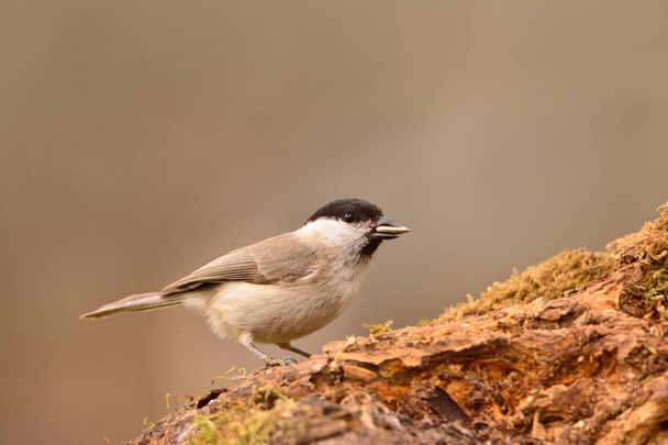 Marsh tit perched on a branch  - Photo, Image