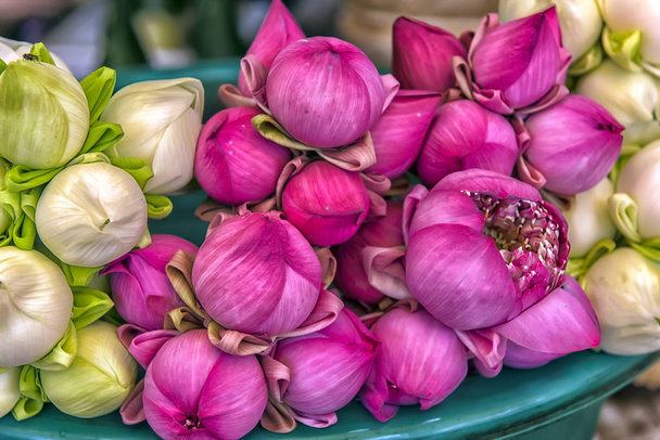 lotuses for sale near the temple, Cambodia - 写真・画像
