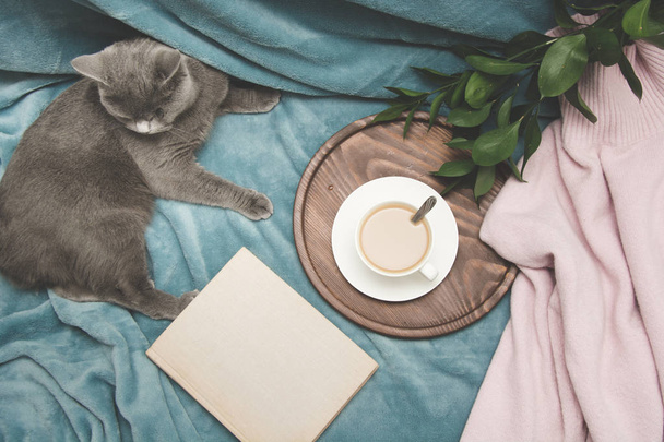Hygge et concept confortable. Britanniques chat mignon reposant sur un canapé bleu plissé confortable à l'intérieur de la maison du salon. Petit déjeuner à la maison.Tasse de café sur un plateau de service
. - Photo, image