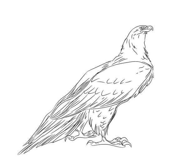 eagle sits, lines, vector - Διάνυσμα, εικόνα