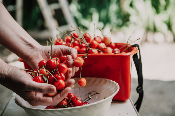 Hands of woman picking a ripe cherry - Φωτογραφία, εικόνα