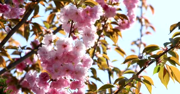 Zweig mit japanischen Kirschblüten, die sich im Wind bewegen - Filmmaterial, Video