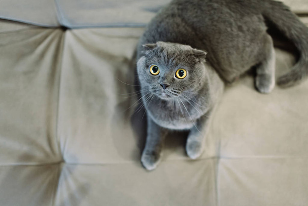 The gray cat with yellow eyes lies on a sofa. - Zdjęcie, obraz