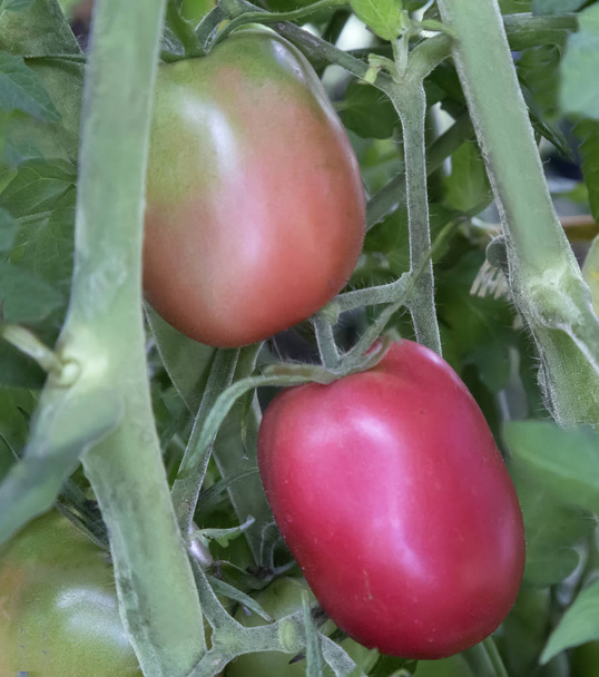 大きな熟したトマトは緑の葉の間の庭で熟します。接近中. - 写真・画像