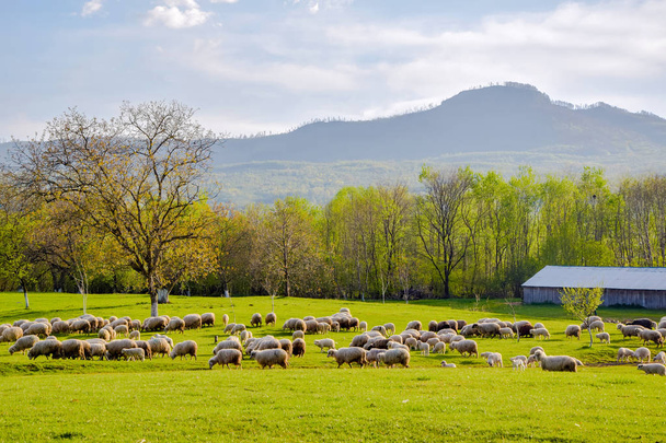 Живописный весенний сельский пейзаж с горами на заднем плане и пастбищем овец на переднем плане в деревне Сапанта, Румыния
 - Фото, изображение