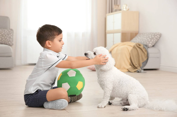 Little boy and bichon frise dog playing at home - Fotó, kép