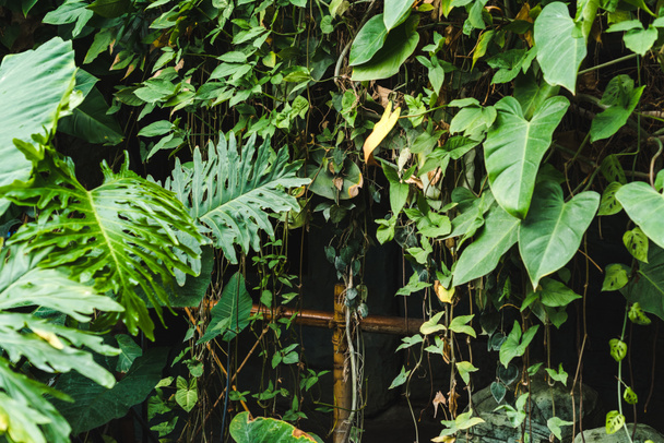bambu aita peitetty viiniköynnösten ja trooppisia lehtiä
 - Valokuva, kuva