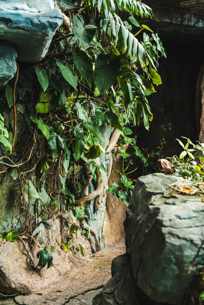yol doğal atış yeşil yapraklarla kaplı ormanda mağaranın içine - Fotoğraf, Görsel