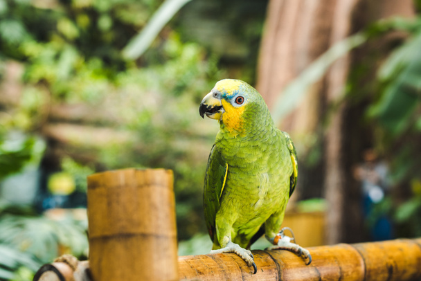 green afrotropical parrot perching on bamboo fence in tropical park - Photo, Image