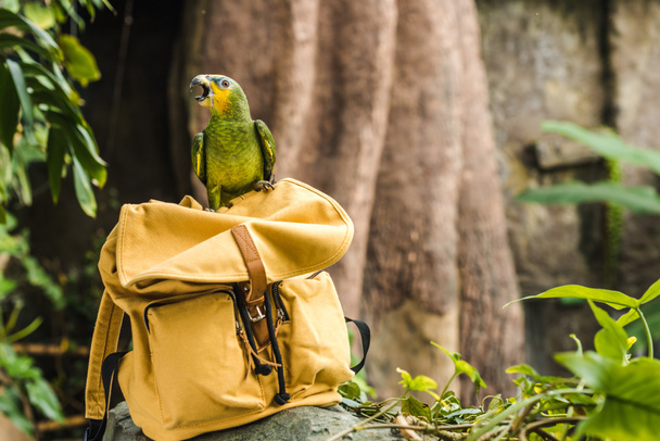 adorable green afrotropical parrot perching on vintage yellow backpack in rainforest - Photo, Image