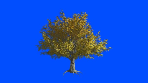 American Elm tree  in the wind.Blue screen alpha. - Footage, Video