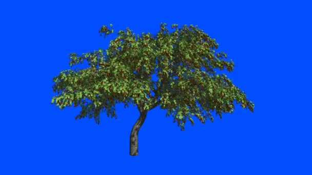 Cherry-cherries tree   in the wind.Blue screen alpha. - Footage, Video