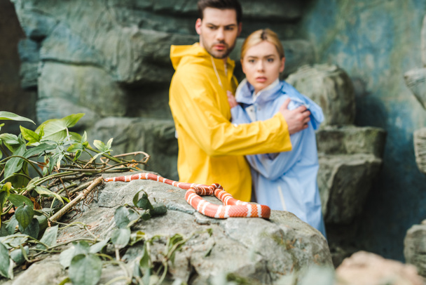 scared young couple in raincoats terrified of snake on rock - Valokuva, kuva