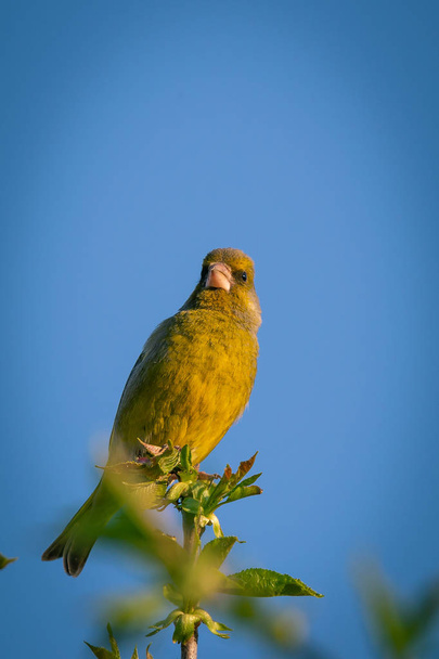 Симпатичний чоловічий зелений дріб'язковий птах, натягнутий на вишневе дерево
 - Фото, зображення