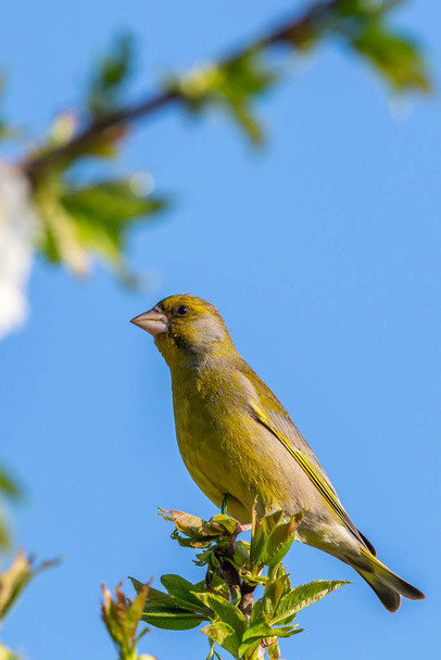 素敵な男性 greenfinch 鳥が桜の木の枝の上に腰掛けてください。 - 写真・画像