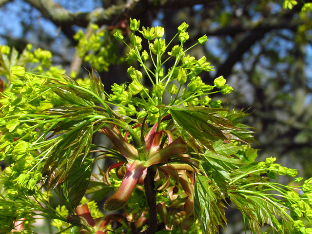 Цветущий клен в апреле, крупный план с молодыми сгребающими листьями
 - Фото, изображение