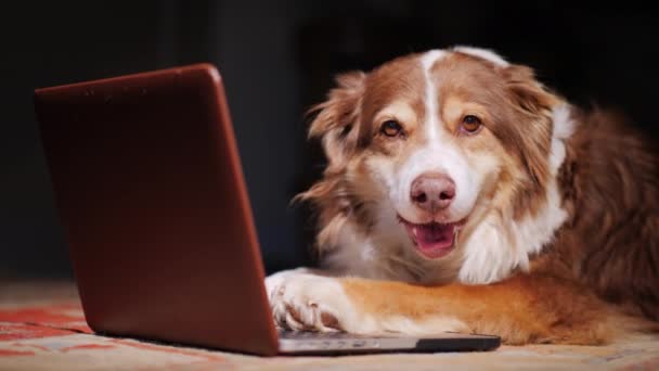 Portrét psa u notebooku - Záběry, video