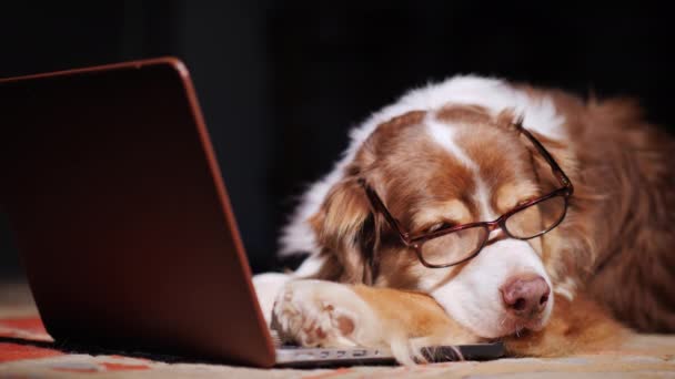 Ein Hund mit Lesebrille döst neben einem Laptop - Filmmaterial, Video