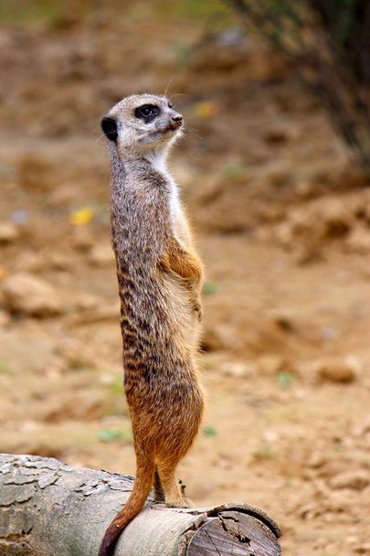 Watchful Meerkat on Log Photograph - Photo, Image