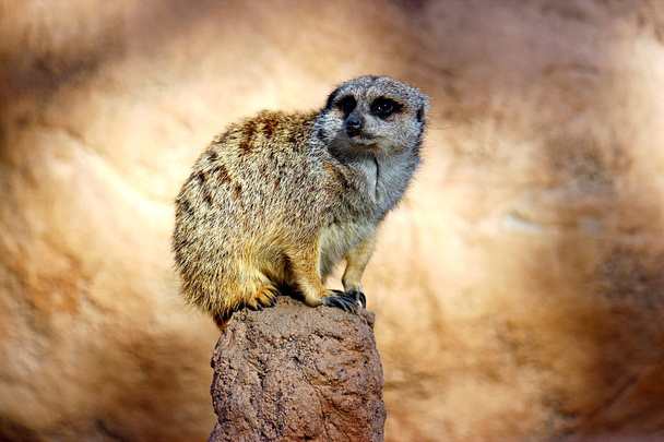 Crouching Meerkat on Rock Photograph - Photo, Image