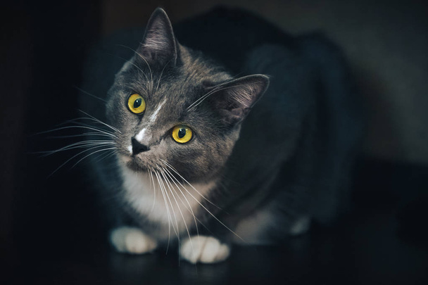 portrait of a gray cat on a dark background - Foto, Imagen