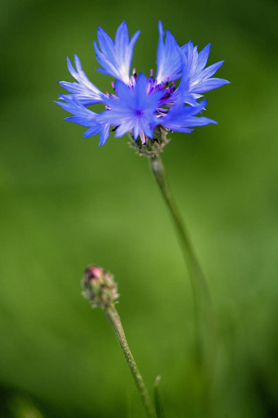 Блакитна квітка в зеленому полі. Крупним планом
 - Фото, зображення