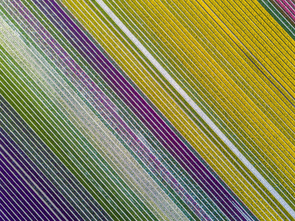 Widok z powietrza na paski i kolorowe pole tulipanowe w gminie Noordoostpolder, Flevoland - Zdjęcie, obraz
