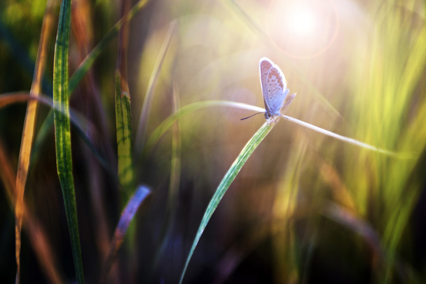 Kis kék pillangó a naplementében - Fotó, kép