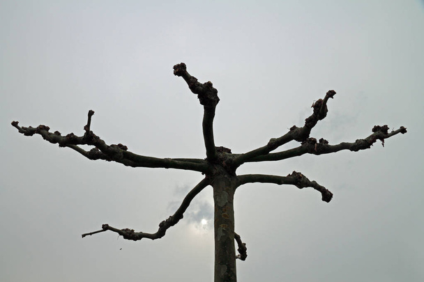 serbest duran çınar ağacı - Fotoğraf, Görsel