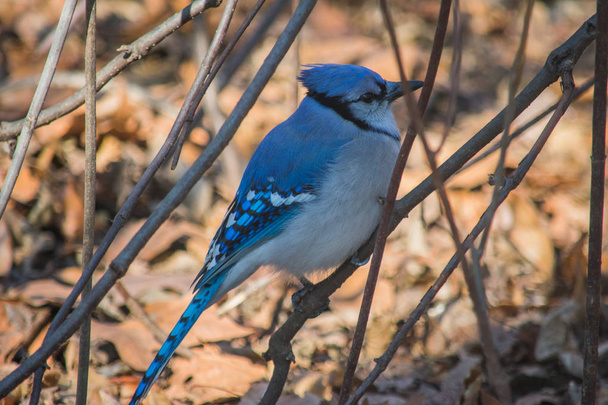 Sonbaharda bir şube üzerinde oturan mavi kuş - Fotoğraf, Görsel