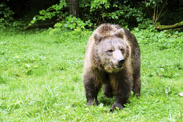 A brown bear on food search strolls across the green meadow - Фото, изображение