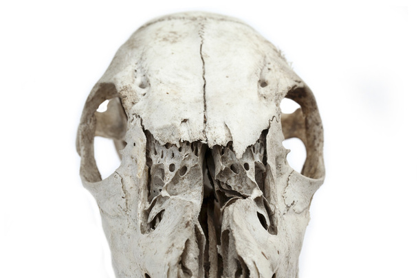 cráneo de caballo mitad
 - Foto, imagen