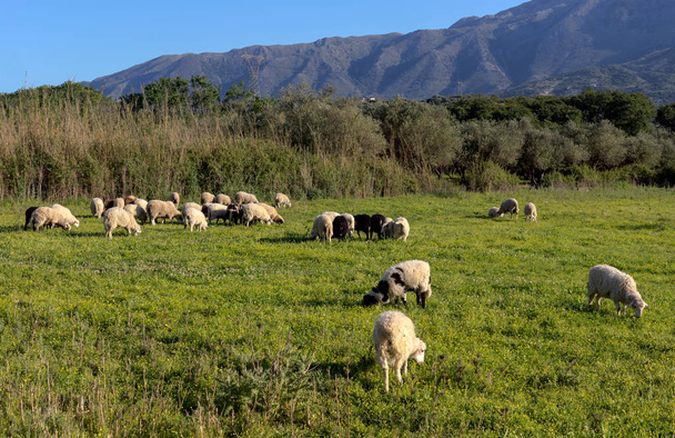 Стадо овец, пасущихся на горном лугу
 - Фото, изображение