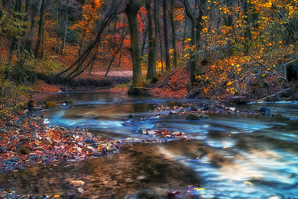 Hermoso río en el bosque en invierno
 - Foto, Imagen
