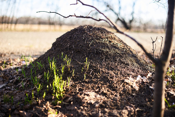 Yolun yanında karınca yuvası. Doğa ve medeniyet kavramı - Fotoğraf, Görsel