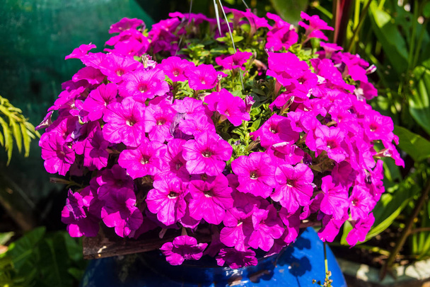 Image pleine de fleurs colorées de pétunia (Petunia hybrida)
. - Photo, image